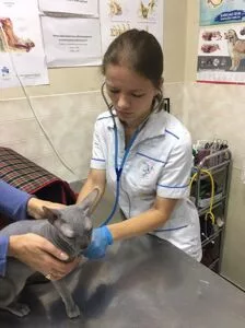 Ветеринарная клиника в СДТ Искра
